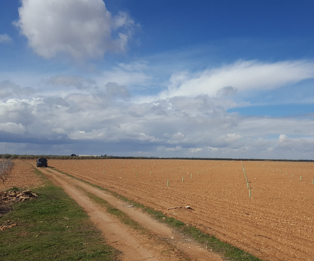 Labores en una finca de La Mancha