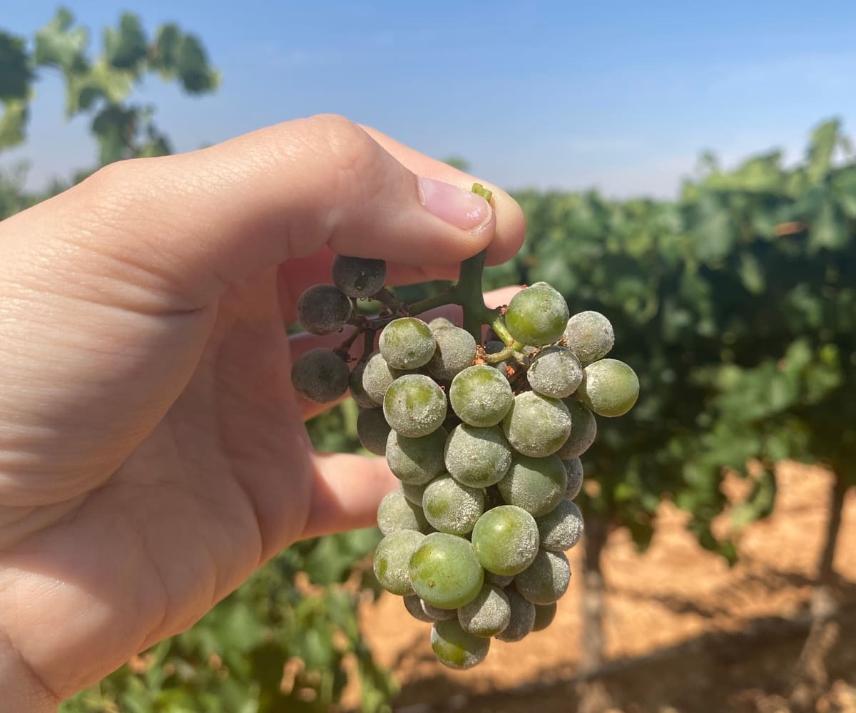 Asesoramiento en el campo